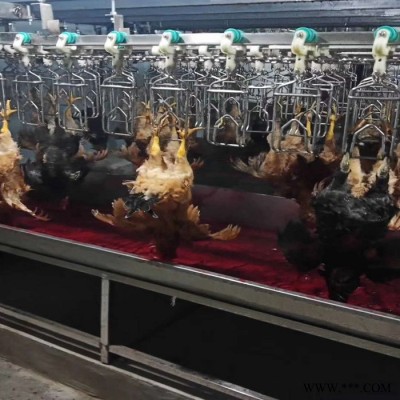 利順 LS-TZLSX家禽屠宰設(shè)備肉鴨屠宰設(shè)備鴨鵝宰殺生產(chǎn)線設(shè)備家禽宰殺加工設(shè)備