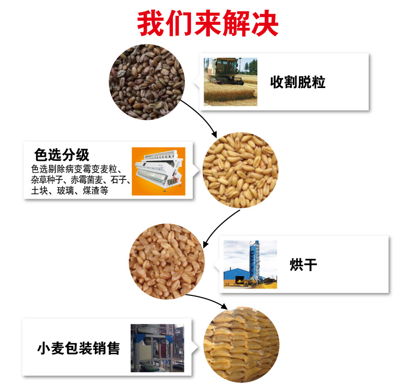 小麥.jpg