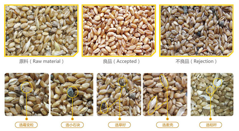小麥色選效果.jpg