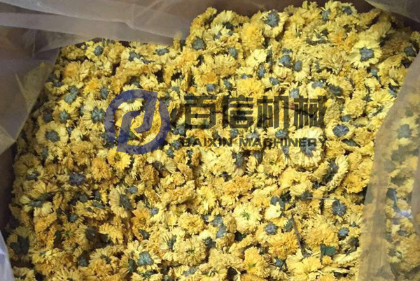 皇菊烘干現(xiàn)場-2